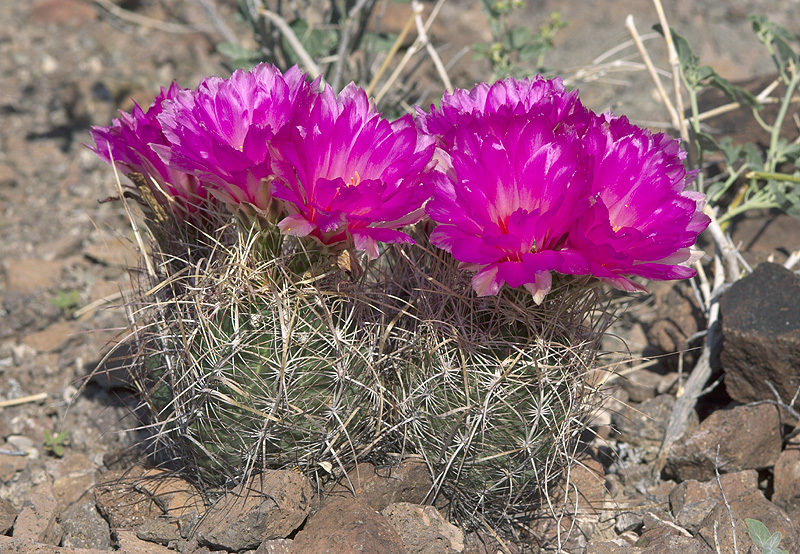 Thelocactus bicolor